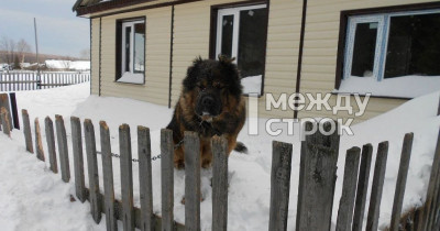 «Мы никому не нужны, получается — всё разворовали, и никому нет дела». Жительница посёлка Синегорский под Нижним Тагилом заявила о бездействии полиции после серии краж из её дома