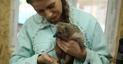 «Без этой поддержки мы бы многое не смогли сделать». Благодаря Президентскому гранту в Нижнетагильском центре реабилитации диких животных открылся «Домик Просвещения», где будут учить ухаживать за птицами