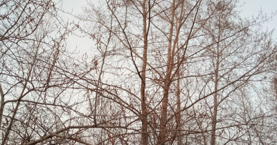 Екатеринбургские зооспасатели помогли тагильскому коту, застрявшему на дереве