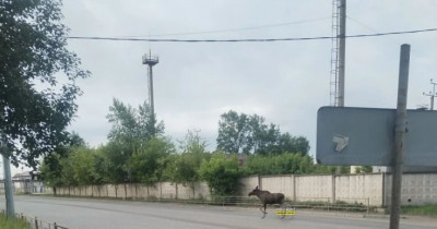 В Нижнем Тагиле автомобиль сбил лося на Восточном шоссе
