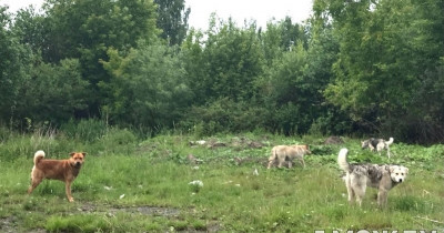 Мэрия Нижнего Тагила расторгла контракт на отлов бездомных животных с приютом «Добрые руки» 