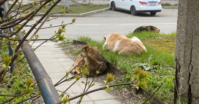 Отлавливать собак в Нижнем Тагиле будут «дорожники»