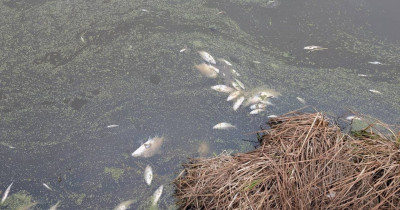 Эксперты назвали причины массового мора рыбы в Свердловской области