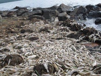 Прокуратура возбудила уголовное дело по факту массовой гибели рыбы в Черноисточинском пруду. «Мы усматриваем связь между действиями чиновников и мором в водохранилище»