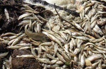 Прокуратура Нижнего Тагила начала проверку по факту массовой гибели рыбы в Черноисточинском пруду