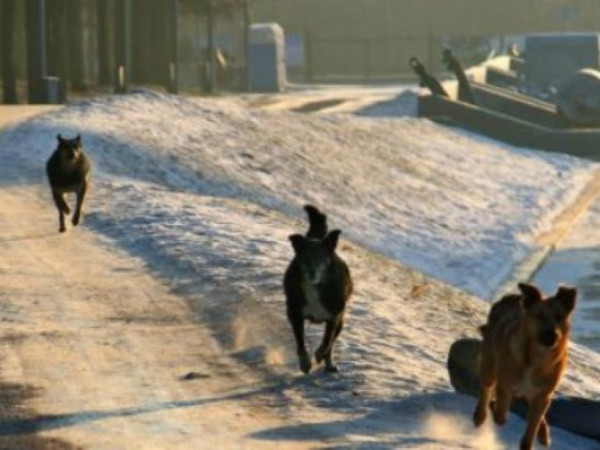 В Нижнем Тагиле нашли обглоданный собаками труп