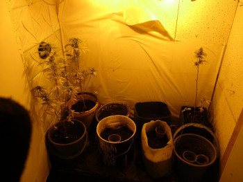 В Нижнем Тагиле мужчина арендовал у знакомых гараж и выращивал там марихуану