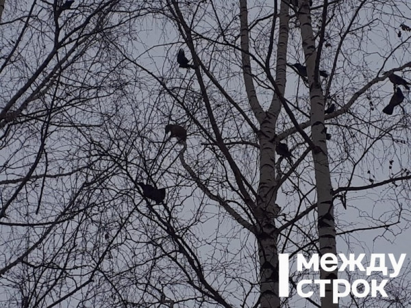 Жители Нижнего Тагила заметили в центре города соболя (ВИДЕО)
