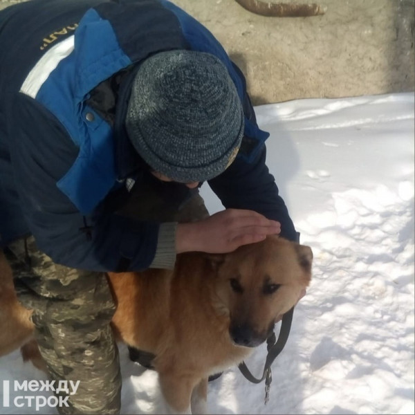 С начала 2021 года в мэрию Нижнего Тагила поступило 175 заявок на отлов бездомных собак