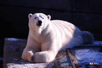 В Екатеринбургском зоопарке умер белый медведь Умка