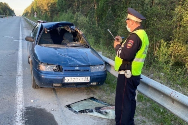 Под Екатеринбургом в ДТП с лосем пострадали 4 человека