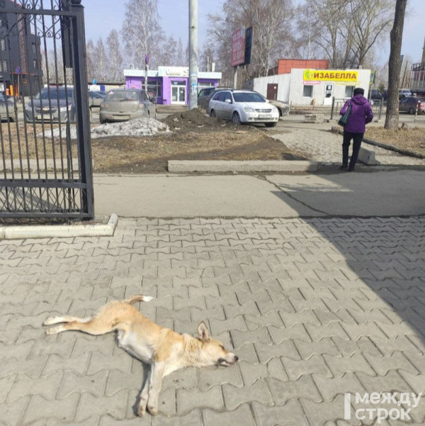 Мэрия не нашла компанию для отлова бездомных собак в Нижнем Тагиле