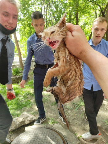 Студенты Нижнетагильского горно-металлургического колледжа спасли котёнка