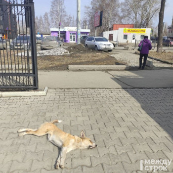 В Горнозаводском управленческом округе построят приют для бездомных собак