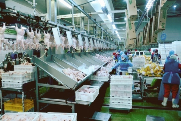 Власти Свердловской области выставили на продажу за 2,5 миллиарда рублей птицефабрику «Рефтинскую»