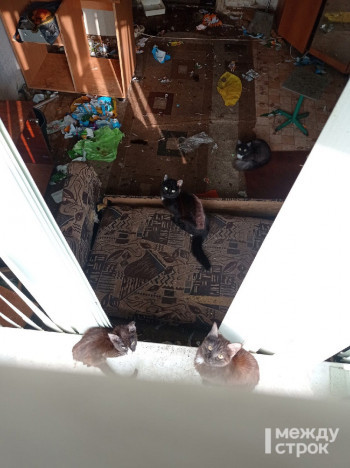 В Нижнем Тагиле мужчина оставил умирать в квартире 12 кошек. От голода они начали поедать друг друга 