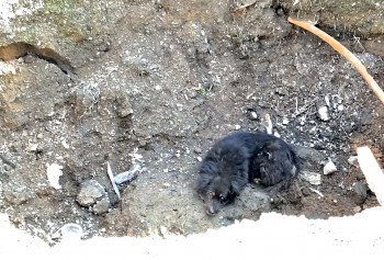 Тагильские спасатели вытащили старого пса из глубокой ямы на Гальянке (ВИДЕО)