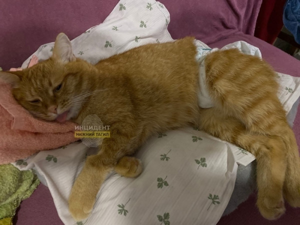 Неизвестные надругались над котом в посёлке под Нижним Тагилом