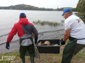 В Тагильский пруд выпустили травоядную рыбу, которая очистит водоём от водорослей