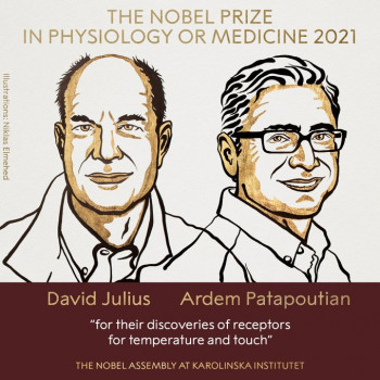 Нобелевскую премию по физиологии и медицине присудили за исследования рецепторов температуры и прикосновения