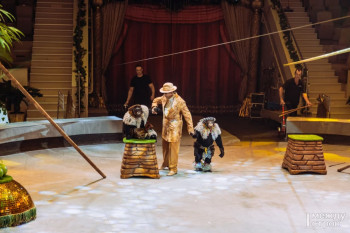 ​​​​​​​В цирке Нижнего Тагила прокомментировали нападение шимпанзе на ребёнка во время представления