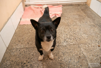 В Нижнем Тагиле служба по отлову бродячих животных потребовала от инвалида 2800 рублей за возврат домашней собаки, гулявшей без хозяина  