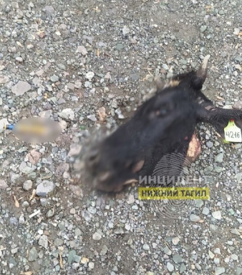 Полиция Нижнего Тагила проведёт проверку из-за разбросанных на улицах отрубленных голов коров