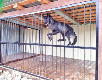 В зоопарке Нижнего Тагила Greenpoll умер волк Дик, на лечение которого тагильчане собрали 75 тысяч рублей