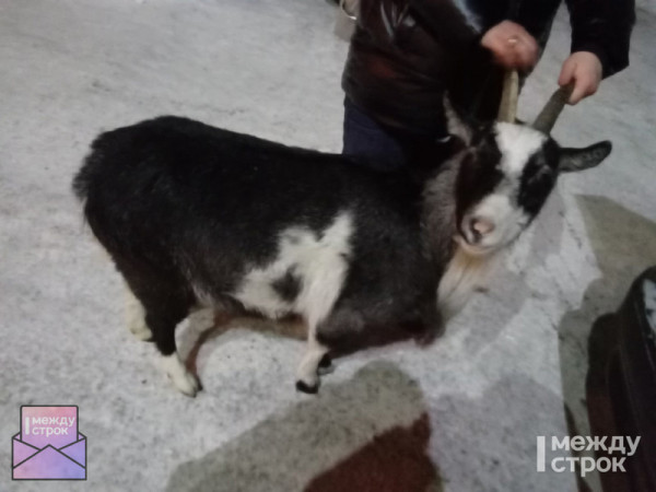 «Животных на улицу выгнал сосед». В Нижнем Тагиле нашлись хозяева коз, которые несколько дней гуляли по Гальянке 