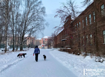 Депутаты гордумы Нижнего Тагила хотят запретить гулять с собаками у школ, детсадов и больниц