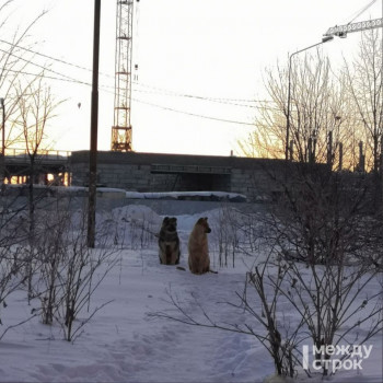 В Ярославской области стая бродячих собак загрызла женщину