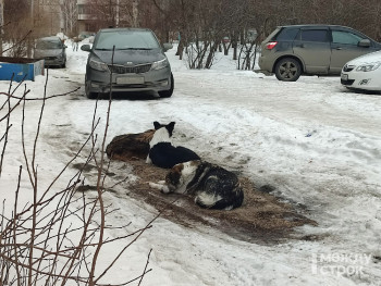 В Свердловской области бродячих собак хотят поселить в исправительные колонии 