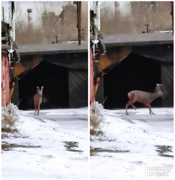 В Нижнем Тагиле возле гаражей на Индустриальной гуляет раненый олень