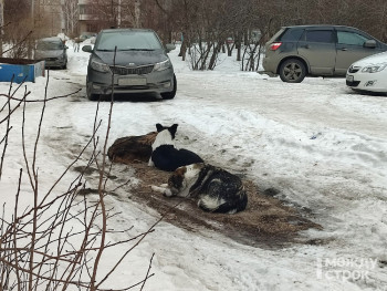 Мэрия Нижнего Тагила заплатит 50 тысяч рублей семье 9-летнего мальчика, пострадавшего от укусов бездомной собаки