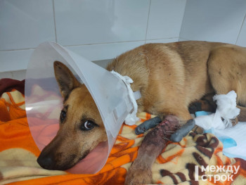Молодая пара из Нижнего Тагила спасла сбитую водителем «Газели» собаку 