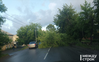 В Нижнем Тагиле поваленное ветром дерево перекрыло автомобильное движение 