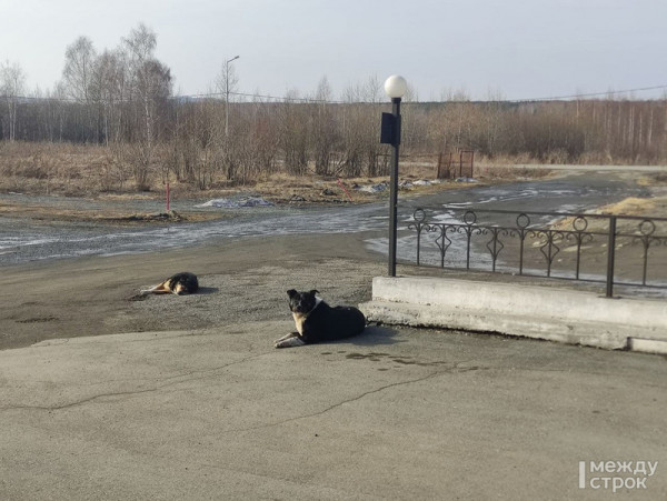 Мэрия Нижнего Тагила заплатит 40 тысяч рублей школьнику, которого бездомная собака укусила за лицо