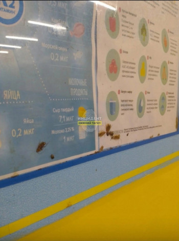 В Нижнем Тагиле прокуратура проводит проверку в школе № 81 после сообщений о тараканах в столовой