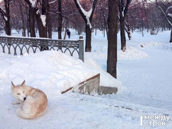 В Свердловской области начнут вести статистику случаев нападения бездомных собак на людей 