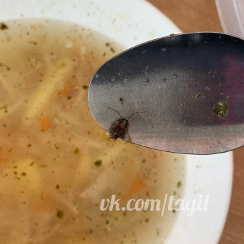 В Нижнем Тагиле прокуратура проверит школу № 7 после сообщений о тараканах в супе