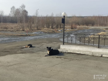 «Не хочу повторения трагедии в Оренбурге». В Нижнем Тагиле из-за бездомных собак жители посёлка на Вагонке не могут отвести детей в школу (ВИДЕО)