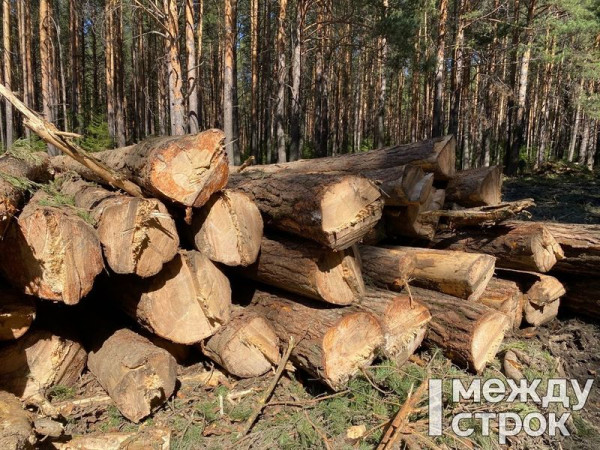 Нижнетагильская природоохранная прокуратура начала проверку по факту рубки леса в районе Горзеленхоза