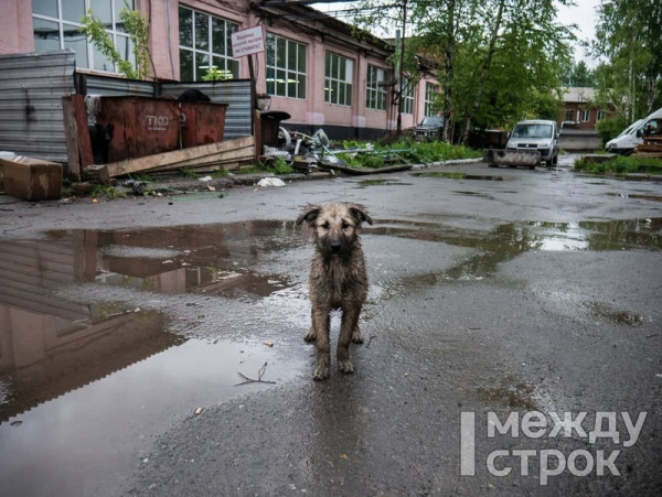 В Нижнем Тагиле вручную пересчитают бездомных собак