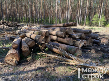 Нижнетагильская природоохранная прокуратура выявила нарушения по факту рубки леса в районе Горзеленхоза и требует от мэрии расторгнуть договор с подрядчиком
