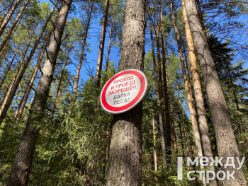 В компании «Южлес» ответили на претензии Нижнетагильской природоохранной прокуроры после проверки рубки леса в районе Горзеленхоза