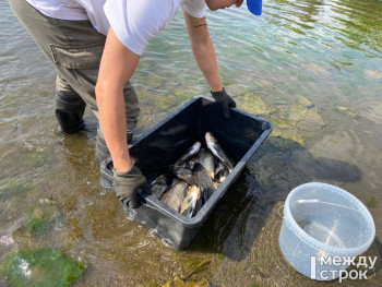 «Вы рыбов продаёте? Нет, просто отпускаем». Экологи ЕВРАЗа выпустили в Тагильский пруд более 1000 особей белого толстолобика для очистки водоёма (ВИДЕО)