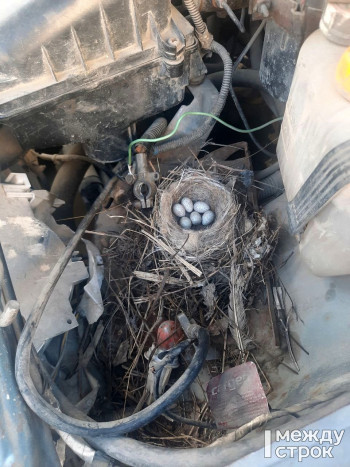В Нижнем Тагиле мужчина обнаружил под капотом своей машины птичье гнездо