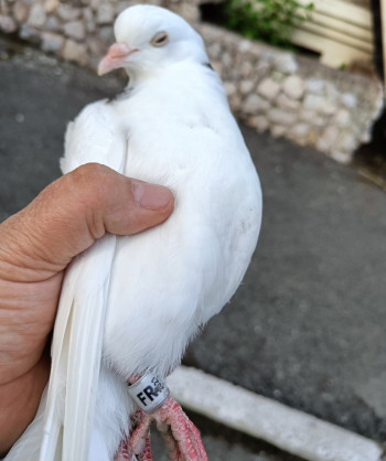 В Нижнем Тагиле поймали голубя с биркой из Франции