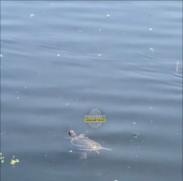 В Нижнем Тагиле в пруду на Вагонке плавает красноухая черепаха (ВИДЕО)