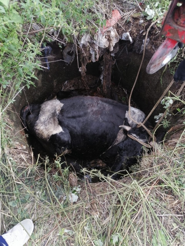 Тагильские спасатели помогли корове, упавшей в заброшенную выгребную яму